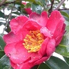 庭のサザンカの花（2月2日）