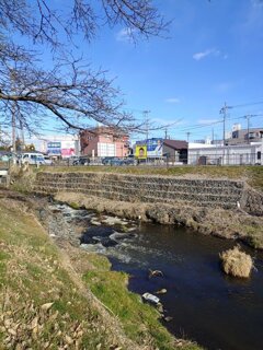 土手からの川（1月23日）