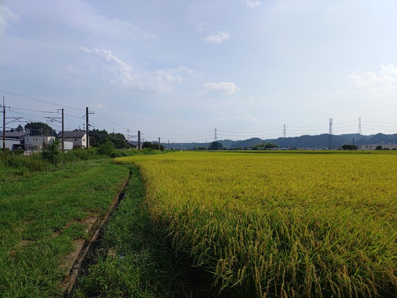 線路と水田（9月2日）