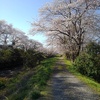 桜トンネル（4月10日）