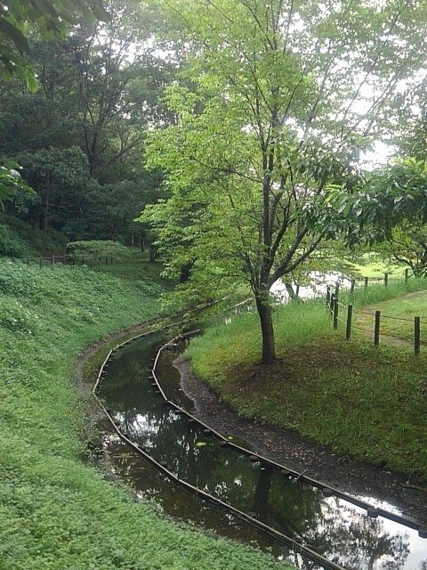 川崎城跡の小川（7月6日）