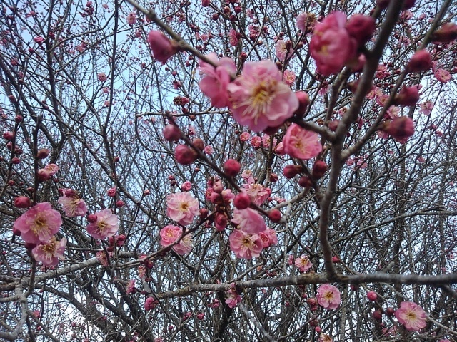 沢山咲いた梅の花（2月28日）