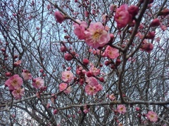 沢山咲いた梅の花（2月28日）