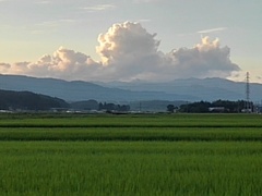 水田の奥に入道雲（7月30日）