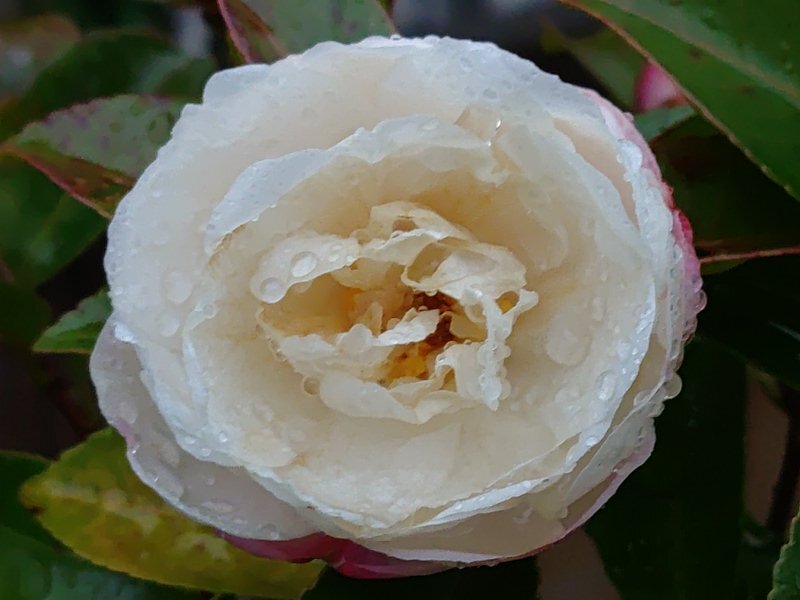 雨の雫と白いサザンカ（12月24日）