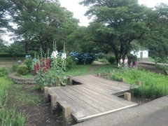 アジサイと芙蓉のある公園（6月21日）