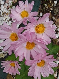庭のピンクの花（11月10日）