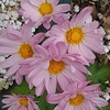 庭のピンクの花（11月10日）