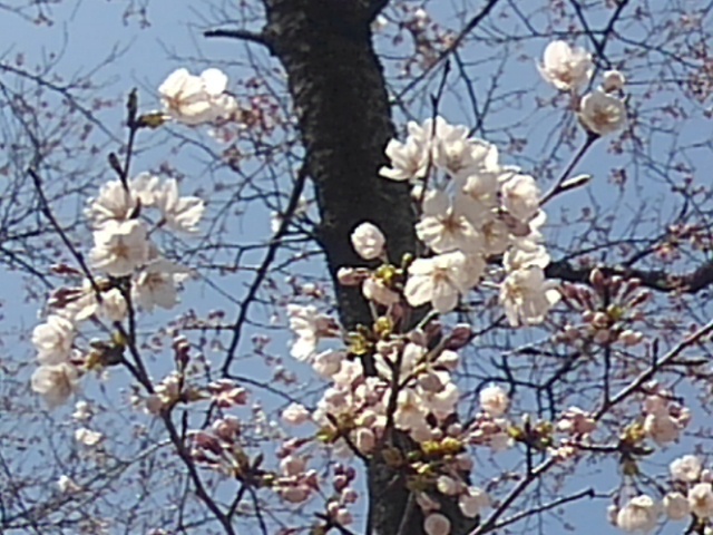 開花直後の桜の花（4月5日）