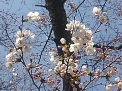 開花直後の桜の花（4月5日）