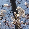 開花直後の桜の花（4月5日）