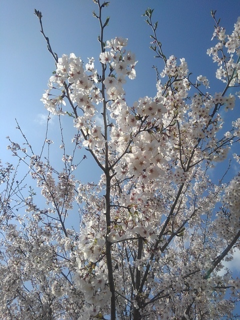 長峰公園の丘の満開の桜の花（4月12日）
