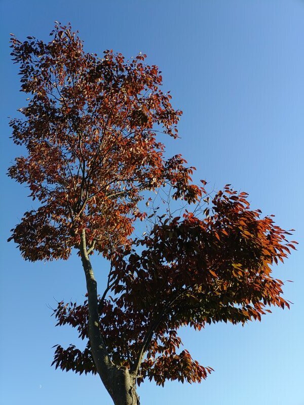 赤い葉の街路樹（10月30日）