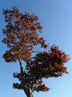 赤い葉の街路樹（10月30日）