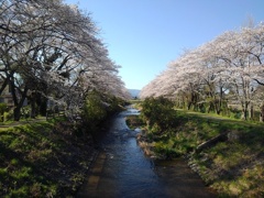 両サイドが満開の桜の川（4月10日）