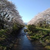 両サイドが満開の桜の川（4月10日）