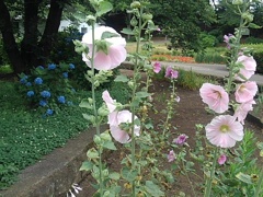 芙蓉と紫陽花（7月11日）