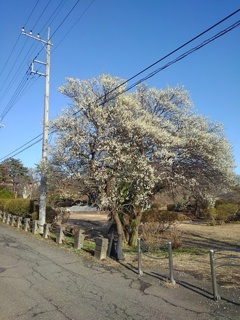 長峰公園の道路沿いの梅の木（2月24日）
