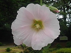 ピンクの芙蓉（7月11日）