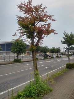 街路樹のモミジ（7月2日）