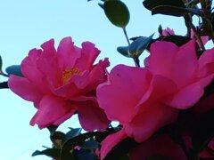 赤サザンカ（11月28日）