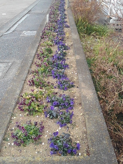 矢板駅の花壇（2月7日）
