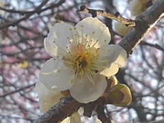 川崎城跡公園の丘の梅の花（3月14日）