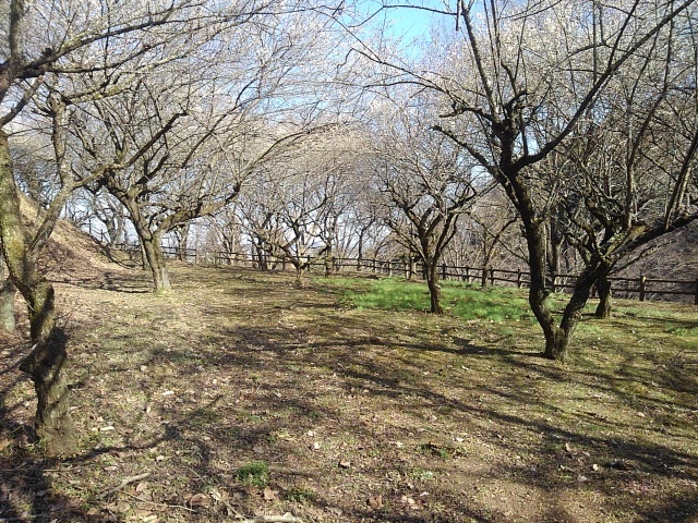 丘の中腹の梅（3月3日）