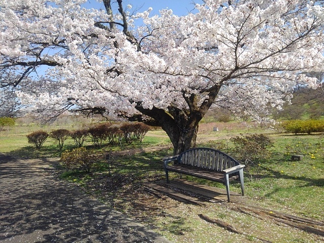 桜の下のベンチ（4月13日）