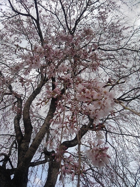 見上げた枝垂桜（3月30日）