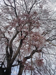 見上げた枝垂桜（3月30日）