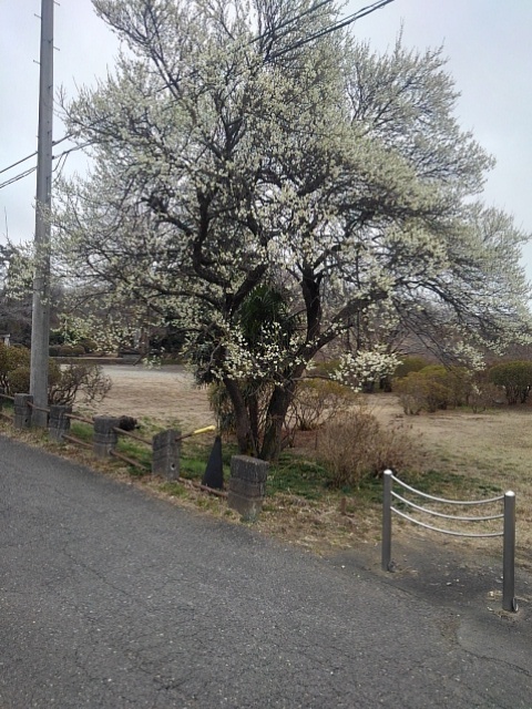 長峰公園の道路沿いの梅（3月15日）