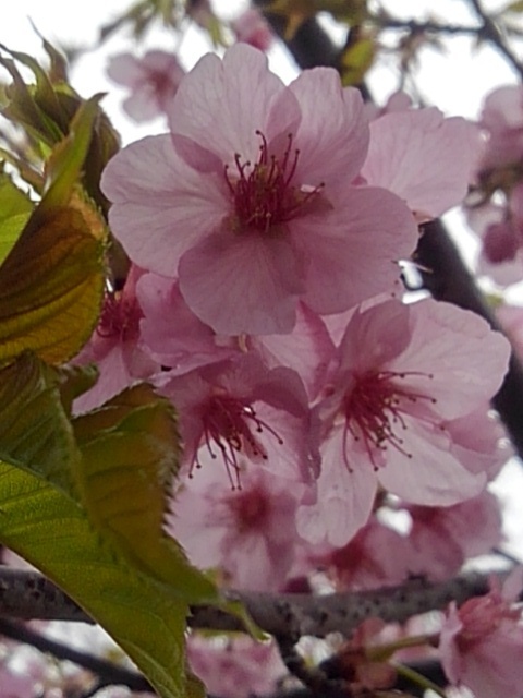 河津桜（3月29日）