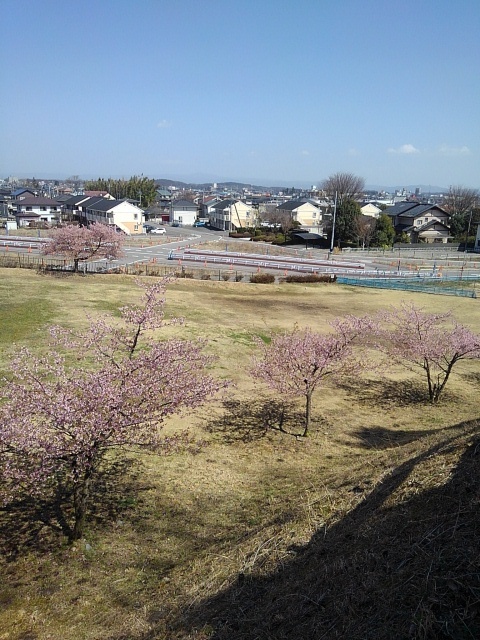 早咲きの桜と奥の街（3月30日）