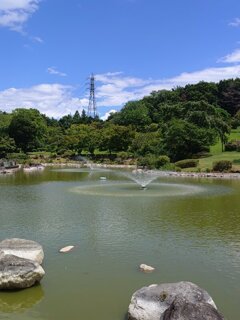 噴水のある池と奥の森や鉄塔（8月8日）