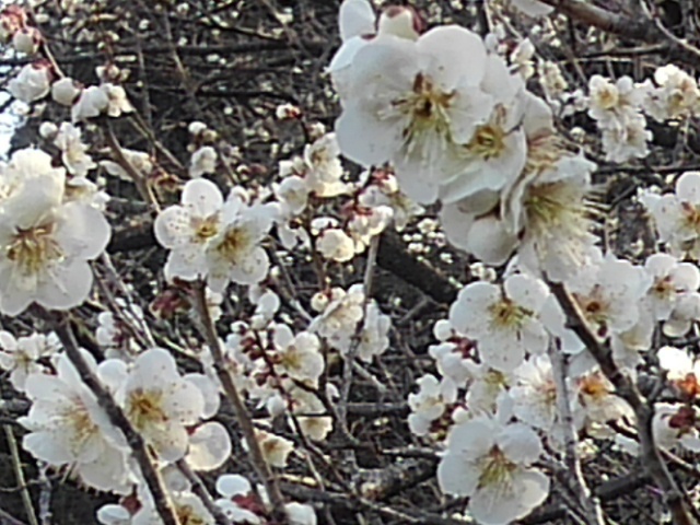 満開の梅（3月22日）
