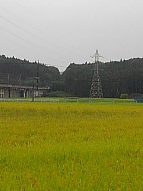 案山子みたいな鉄塔と新幹線ガード（9月8日）