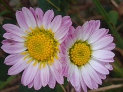 庭の赤紫のフチの小菊（11月10日）