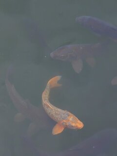 烏ヶ森公園の池にいる鯉（10月22日）