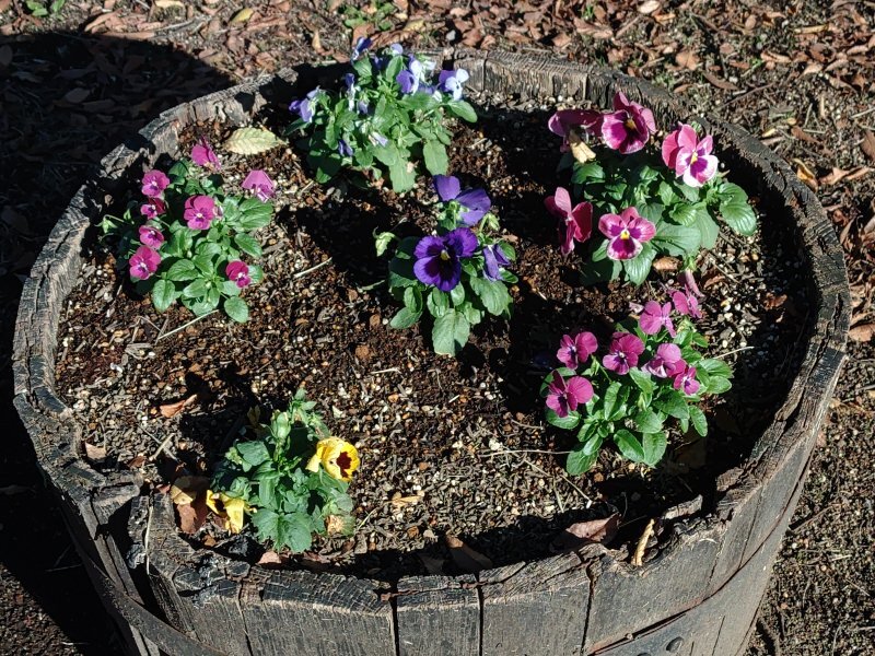 ゆうゆうパークの丘のパンジー（10月27日）