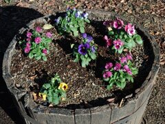 ゆうゆうパークの丘のパンジー（10月27日）