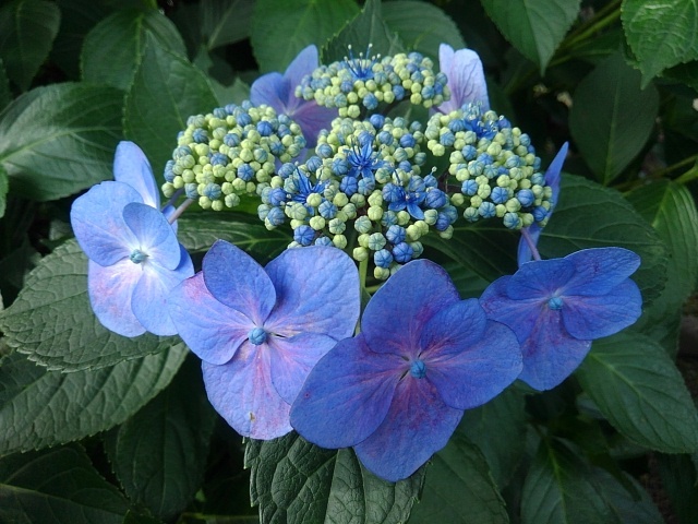 飾り花が濃いめのガクアジサイ（6月22日）