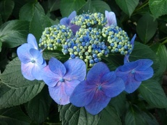 飾り花が濃いめのガクアジサイ（6月22日）
