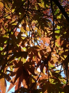 長峰公園の赤いモミジの葉（11月9日）