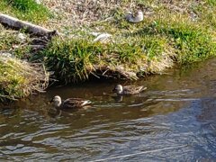 カモコンビ（1月23日）