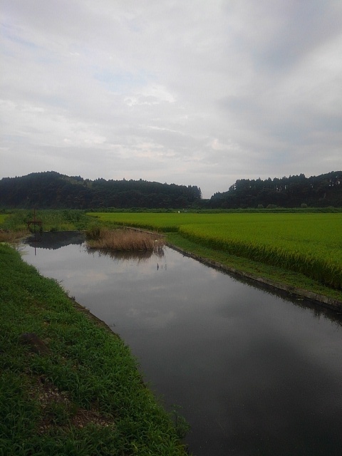 映り込みが綺麗な用水路（8月14日）