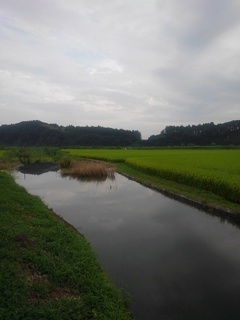 映り込みが綺麗な用水路（8月14日）