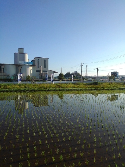 建物と道路のある水田（6月19日）
