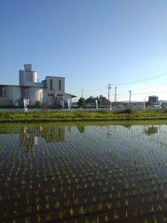 建物と道路のある水田（6月19日）