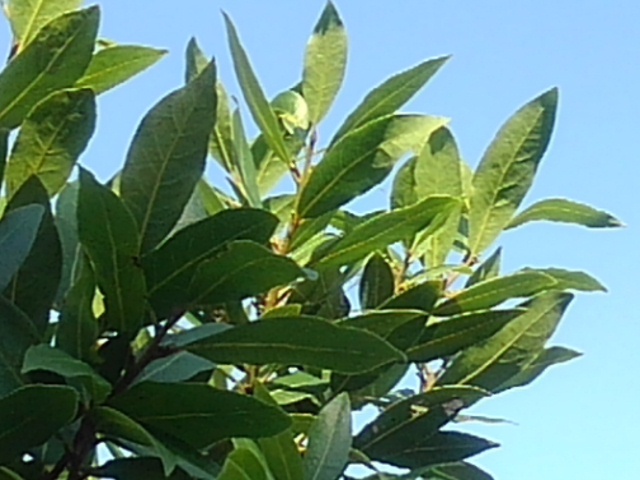 低木（7月7日）